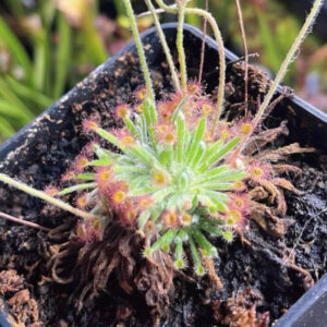 北領地毛氈苔茅膏菜 Drosera derbyensis