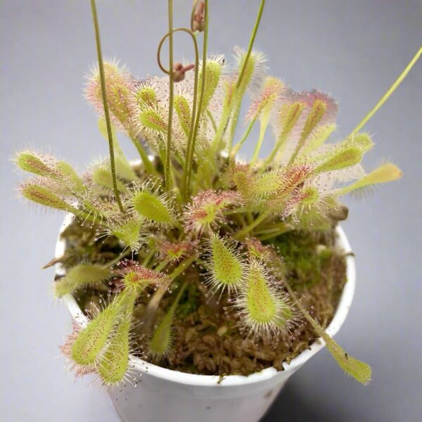 巢型毛氈苔茅膏菜 Drosera nidiformis