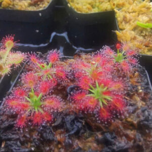 玫瑰毛氈苔茅膏菜 Drosera roseana