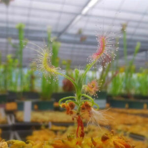 蠍子毛氈苔茅膏菜 Drosera scorpioides