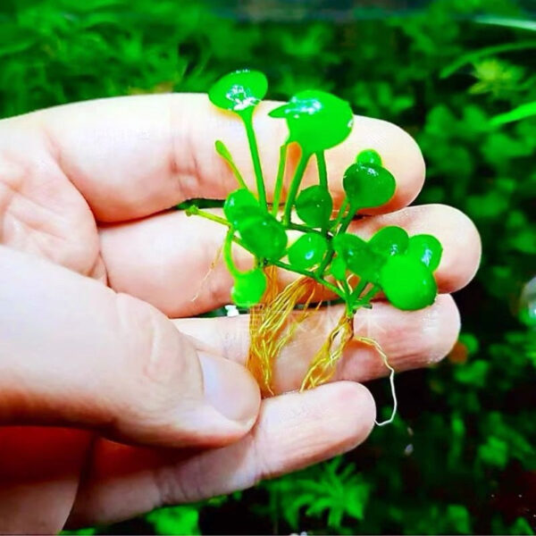 湯勺萍 Dwarf Four Lead Clover (Marsilea hirsuta)：圖片 2