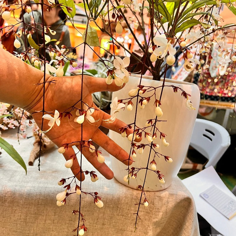 垂絲茉莉(應節花卉):圖片 5