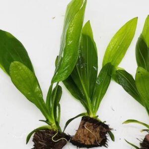 青蛋皇冠 Echinodorus osiris