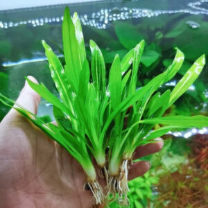 迷你九冠 (Echinodorus quadricostatus)