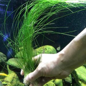 線葉古精 Eriocaulon sp. 'Line Leaf'