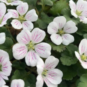白花姬風露草 Erodium reichardii 'Album'