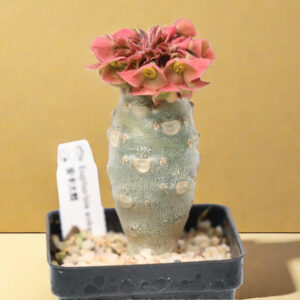 安卡大戟 Euphorbia ankarensis
