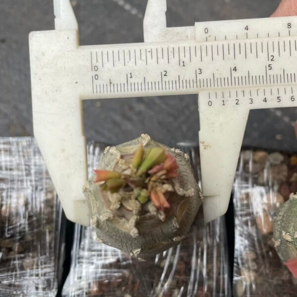 安卡大戟 Euphorbia ankarensis：圖片 3