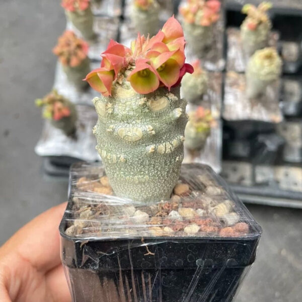 安卡大戟 Euphorbia ankarensis：圖片 2