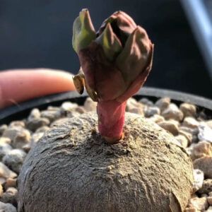 玫瑰大戟/狼毒大戟 (Euphorbia fischeriana)