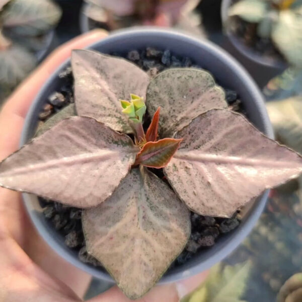 彩葉麒麟 Euphorbia francoisii：圖片 2