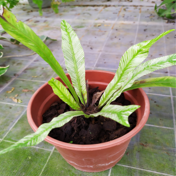 錦葉巢蕨 Asplenium nidus variegated：圖片 2