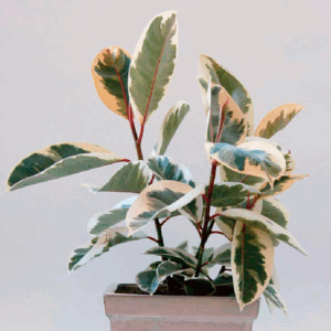 蒂内克橡皮树,橡皮榕 Ficus elastica 'Tineke'