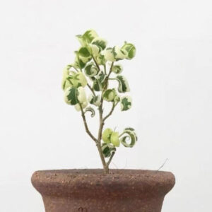 花葉卷葉榕 Ficus benjamina 'Barok' var.