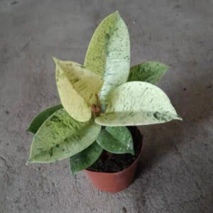 雀斑小姐橡皮樹 Ficus elastica 'Shivereana'