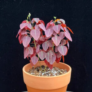 火星酢漿草 Fire Fern (Oxalis hedysaroides 'Rubra')