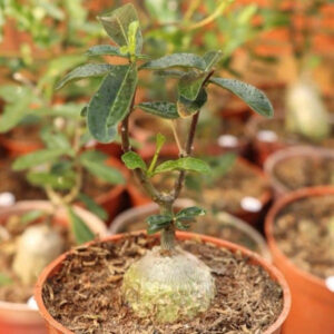 火星人 Fockea edulis