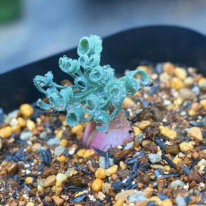 蚊香彈簧草 Gethyllis linearis