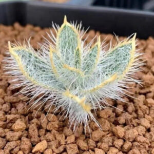 金剛鑽彈簧草 Gethyllis setosa