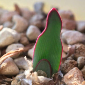 波葉血蓮 Haemanthus crispus