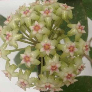 斑點帕拉毬蘭 Hoya sp. para splash