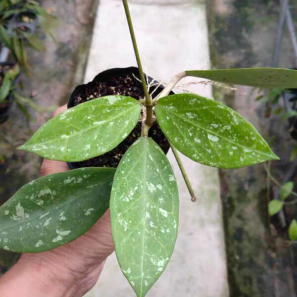 斑點帕拉毬蘭 Hoya sp. para splash：圖片 2