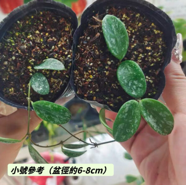 利馬球蘭 Hoya 'Lima'：圖片 2