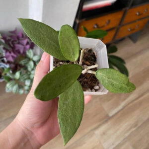 玉女毬蘭 Hoya 'silver lady'