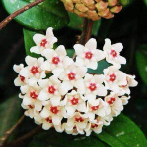 廣西球蘭 Hoya commutata