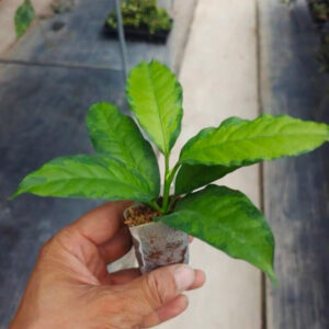 流星毬蘭內錦 Hoya multiflora var.