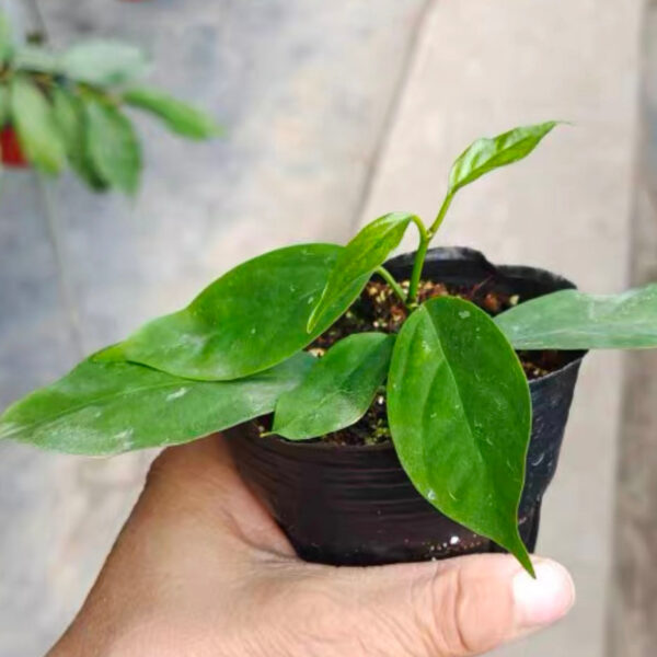 猴王毬蘭 Hoya praetorii：圖片 3