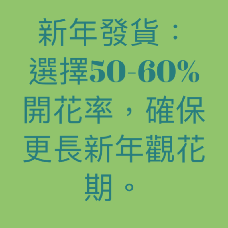 垂絲茉莉(應節花卉):圖片 6