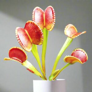 圓齒捕蠅草 Dionaea muscipula 'adentate'