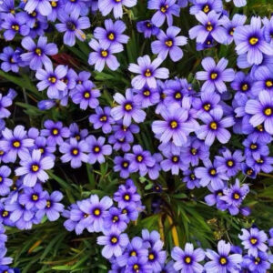 日本紫花姬鳶尾