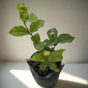 虎頭茉莉 Jasminum sambac 'Grand Duke'