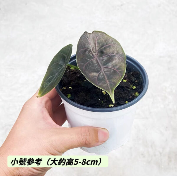 阿茲蘭海芋 Jewel Alocasia (Alocasia azlanii)：圖片 2