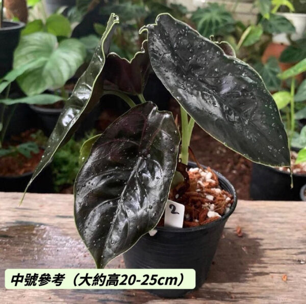 阿茲蘭海芋 Jewel Alocasia (Alocasia azlanii)：圖片 3