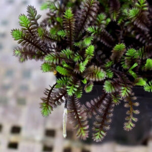 黑玫瑰苔草 Leptinella squalida 'Platt's Black'