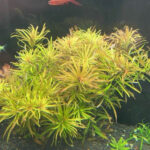 古巴葉底紅 Ludwigia Cuba 紅葉水草 紅色 中後景水草