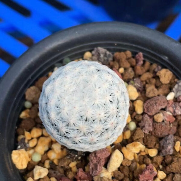 白鳥仙人球 Mammillaria herrerae：圖片 4