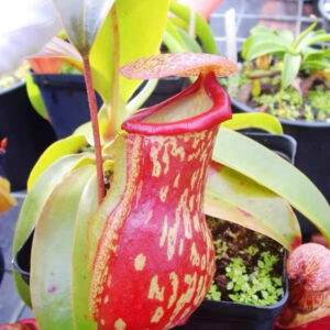 蓋亞豬籠草 Nepenthes 'Gaia'