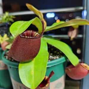 線唇紅蘋果豬籠草