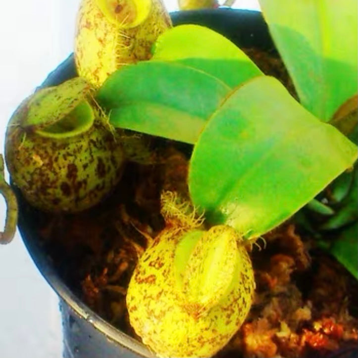 斑蘋果豬籠草|圓瓶型食蟲植物 Nepenthes ampullaria hybrid