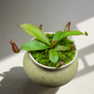 血腥瑪麗豬籠草 Nepenthes ‘Bloody Mary’