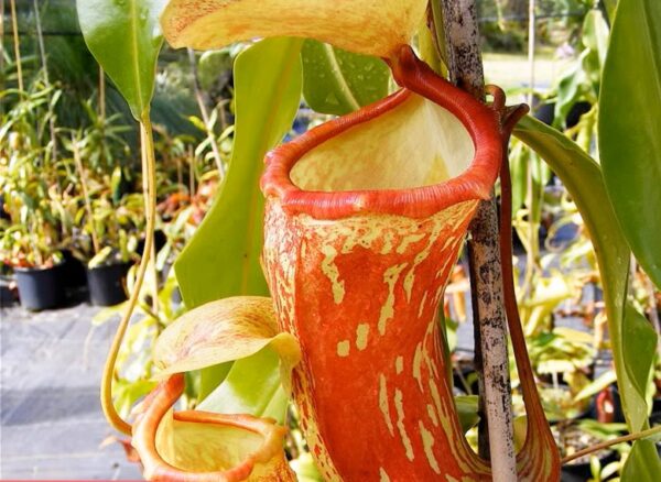 蓋亞豬籠草 Nepenthes 'Gaia'：圖片 3