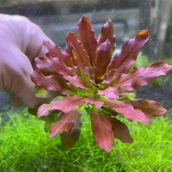 北美丁香 Ludwigia Pilosa (Ludwigia sphaerocarpa)：圖片 4