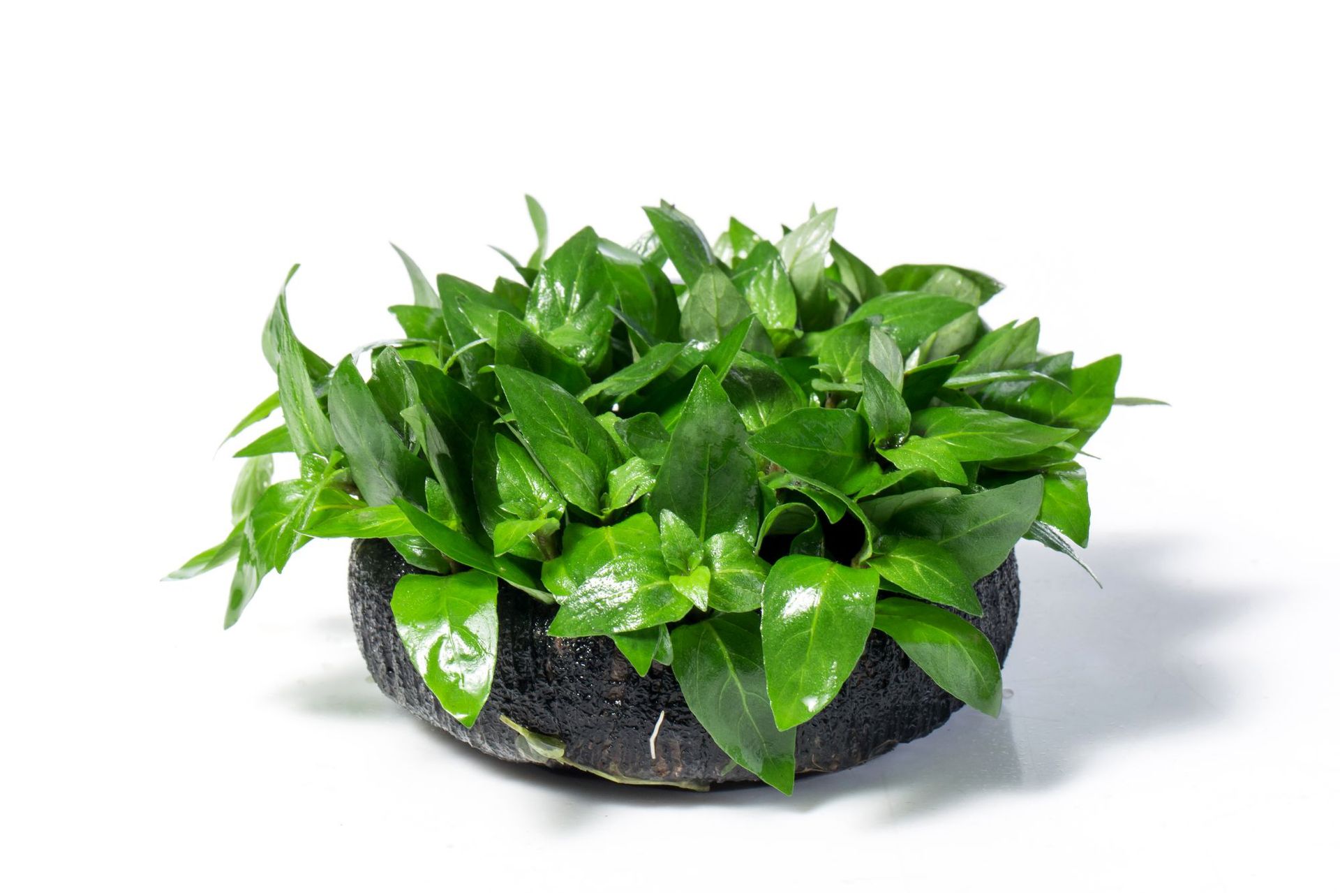 南美叉柱花 Staurogyne repens:圖片 3