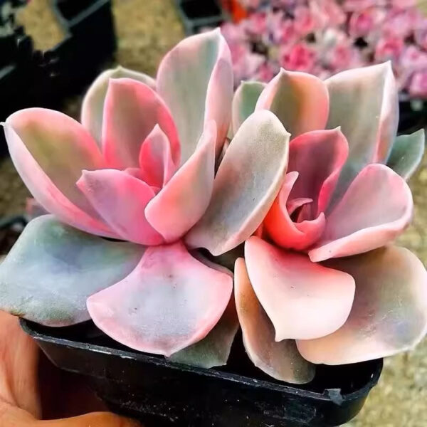 彩虹石蓮花 Echeveria 'Rainbow'：圖片 2
