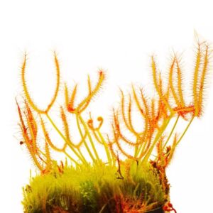 叉葉毛氈苔茅膏菜 Drosera binata