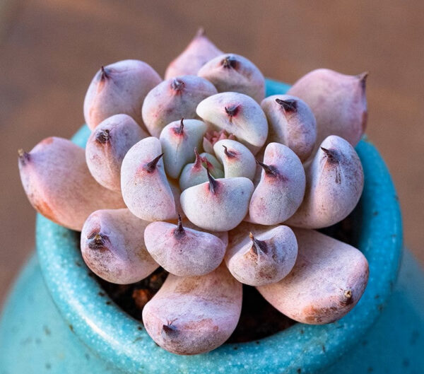 黑爪石蓮花 Echeveria cuspidata var.zaragozae kimnach